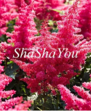 Astilbe Bonsai, Exotic Beautiful Potted Flower Flores Seed for Home & Garden Chinese Astilbe Tree - (Color: 16)