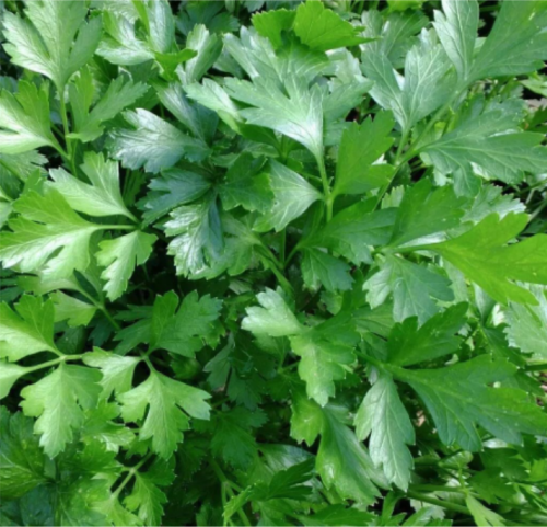 Italian Giant Parsley Seeds, Non-GMO, Organic, Heirloom