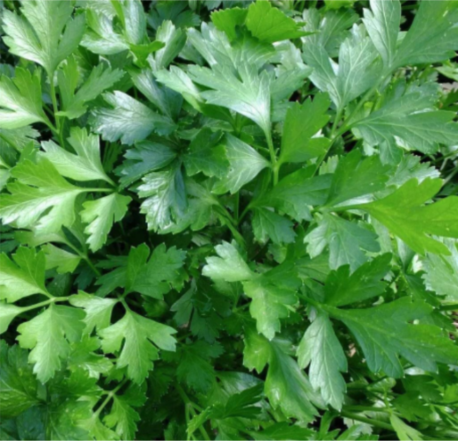 Italian Giant Parsley Seeds, Non-GMO, Organic, Heirloom
