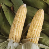 Zhongnong Tian No.488 Super Sweet Fruit Corn Seeds | Early Maturing, High Yield & Disease Resistant