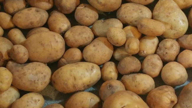 Yukon Gold TPS True Potato Seed Organic Seeds Yellow Mix Potatoes Berry Seeds