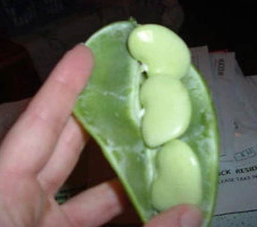 Big Mama Lima Bean Seeds