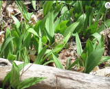Allium tricoccum | Ramps | Seeds