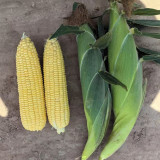 Zhongnong Tian No.488 Super Sweet Fruit Corn Seeds | Early Maturing, High Yield & Disease Resistant