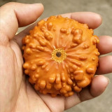 Small Bumpy Gourd Seeds – Unique Appearance, Easy to Grow, Ideal for Handicrafts & Decoration