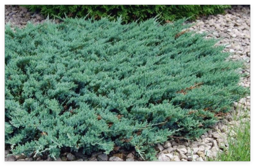 Seeds Creeping Juniper Juniperus horizontali, US Native Evergreen Shrub