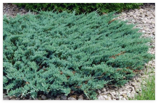 Seeds Creeping Juniper Juniperus horizontali, US Native Evergreen Shrub