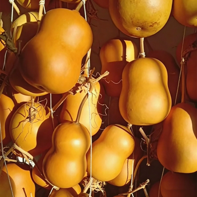 Guoguo Gourd Seeds – High-Yield, Easy to Grow, Highly Adaptable, Ideal for Handicrafts & Outdoor Beautification