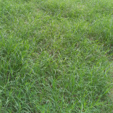 Red Fescue Seeds | Trample Resistant & Low Mowing Grass for Courtyards, Airports & Pastures
