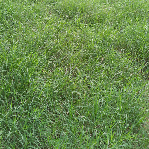 Red Fescue Seeds | Trample Resistant & Low Mowing Grass for Courtyards, Airports & Pastures