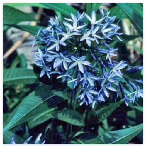 Amsonia illustris or Shining Blue Star Seeds