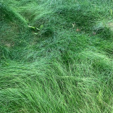 Red Fescue Seeds | Trample Resistant & Low Mowing Grass for Courtyards, Airports & Pastures