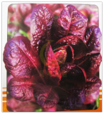 Big Purple Romaine Lettuce Seed