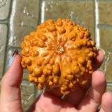 Small Bumpy Gourd Seeds – Unique Appearance, Easy to Grow, Ideal for Handicrafts & Decoration