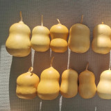 Guoguo Gourd Seeds – High-Yield, Easy to Grow, Highly Adaptable, Ideal for Handicrafts & Outdoor Beautification
