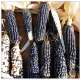 Hopi Blue Corn Seeds Heirloom Non-GMO, Tracking Included, Native Corn