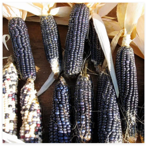 Hopi Blue Corn Seeds Heirloom Non-GMO, Tracking Included, Native Corn