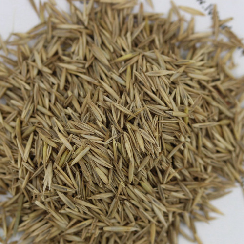 Red Fescue Seeds | Trample Resistant & Low Mowing Grass for Courtyards, Airports & Pastures