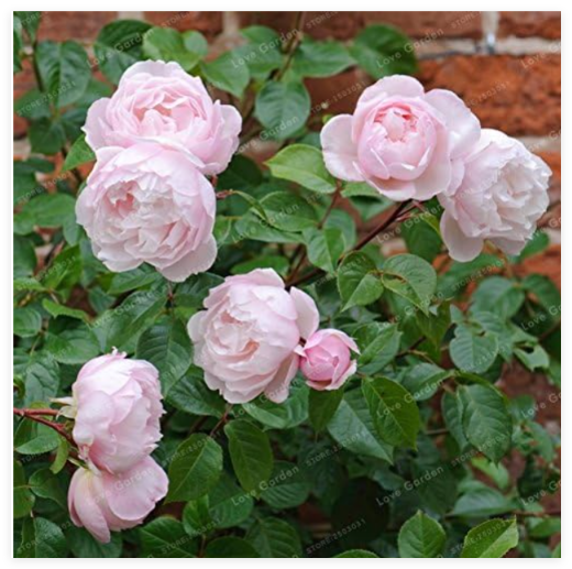 Rose plant Mix Climbing Plant Perennial Rose plant Home Garden Courtyard (Color: 3)