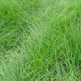 Red Fescue Seeds | Trample Resistant & Low Mowing Grass for Courtyards, Airports & Pastures