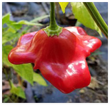 Bishop's Crown Hot Peppers Seeds Heirloom, Organic