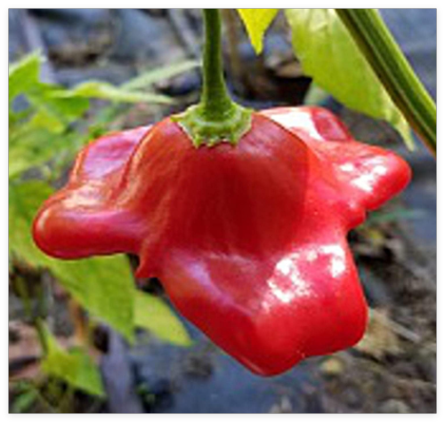 Bishop's Crown Hot Peppers Seeds Heirloom, Organic