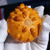 Small Bumpy Gourd Seeds – Unique Appearance, Easy to Grow, Ideal for Handicrafts & Decoration