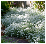 Snow in Summer Seeds | Silvery Foliage & White Easy-Grow Groundcover