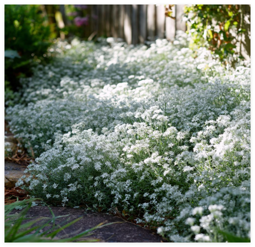 Snow in Summer Seeds | Silvery Foliage & White Easy-Grow Groundcover