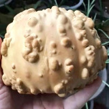 Extra-large Bumpy Gourd Seeds – Easy to Grow, Sun-Loving, Highly Adaptable, Ideal for Gardening Enthusiasts