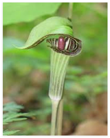 Jack in the Pulpit Bare Roots Arisaema triphyllum