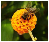 Buddleia globosa Golden Ball Butterfly Bush Rare Seeds