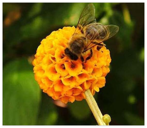 Buddleia globosa Golden Ball Butterfly Bush Rare Seeds