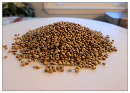 Sorghum Sudangrass - Fast Growing Cover Crop Seeds - ½ Pound