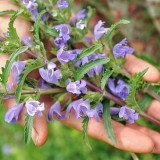 Mountain Mint Seeds | Dracocephalum moldavica | Drought-Tolerant Annual with Blue-Purple Flowers