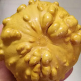 Extra-large Bumpy Gourd Seeds – Easy to Grow, Sun-Loving, Highly Adaptable, Ideal for Gardening Enthusiasts