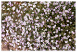 Light Pink Tunic Flower Coat Flower Petrorhagia Saxifraga Saxifrage Seeds