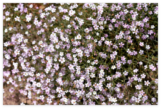 Light Pink Tunic Flower Coat Flower Petrorhagia Saxifraga Saxifrage Seeds
