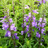 Mountain Mint Seeds | Dracocephalum moldavica | Drought-Tolerant Annual with Blue-Purple Flowers
