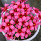 Oxalis obtusa 'Gothic Girl' Bulbs - Deep Magenta Purple Winter Flowers for Pots & Windowsills