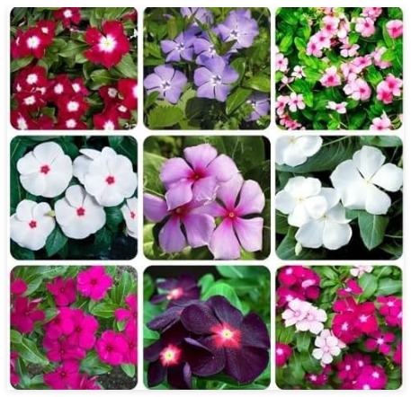 Perennial Vinca Periwinkle Flower Seed for Planting Outdoor-Non-GMO