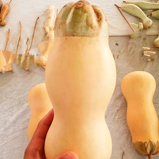 Small Lotus-head Gourd Seeds – Highly Ornamental, Easy to Grow and Maintain, Perfect for Courtyards and Gardens
