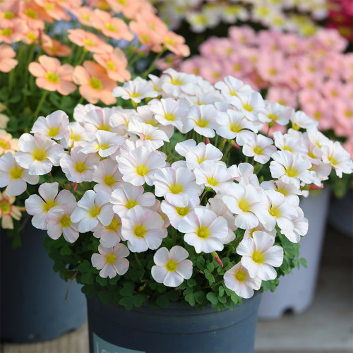 Oxalis Obtusa Series Bulb - 'Marshmallow', Pack of 10 Bulbs