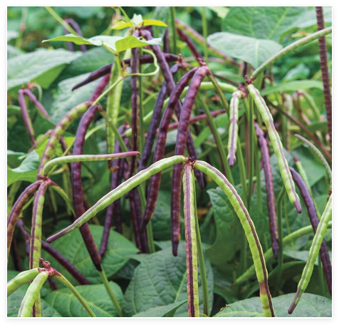 Top Pick Pinkeye Purple Hull Pea Seeds, Non-GMO, Cowpea, Southern Pea
