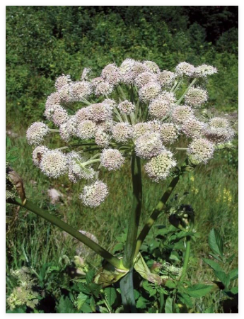 Cumin Seeds for Planting Grow Your own Kitchen Herbs