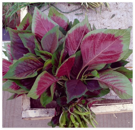 RED Amaranth Chinese Spinach Seeds