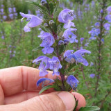 Mountain Mint Seeds | Dracocephalum moldavica | Drought-Tolerant Annual with Blue-Purple Flowers