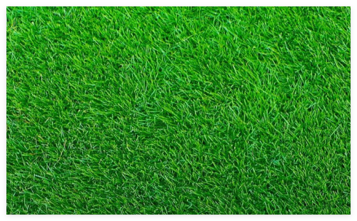 Empire Zoysia Grass Seeds/Lawn Grass 1/8 LB