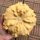 Extra-large Bumpy Gourd Seeds – Easy to Grow, Sun-Loving, Highly Adaptable, Ideal for Gardening Enthusiasts