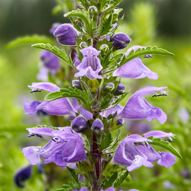 Mountain Mint Seeds | Dracocephalum moldavica | Drought-Tolerant Annual with Blue-Purple Flowers